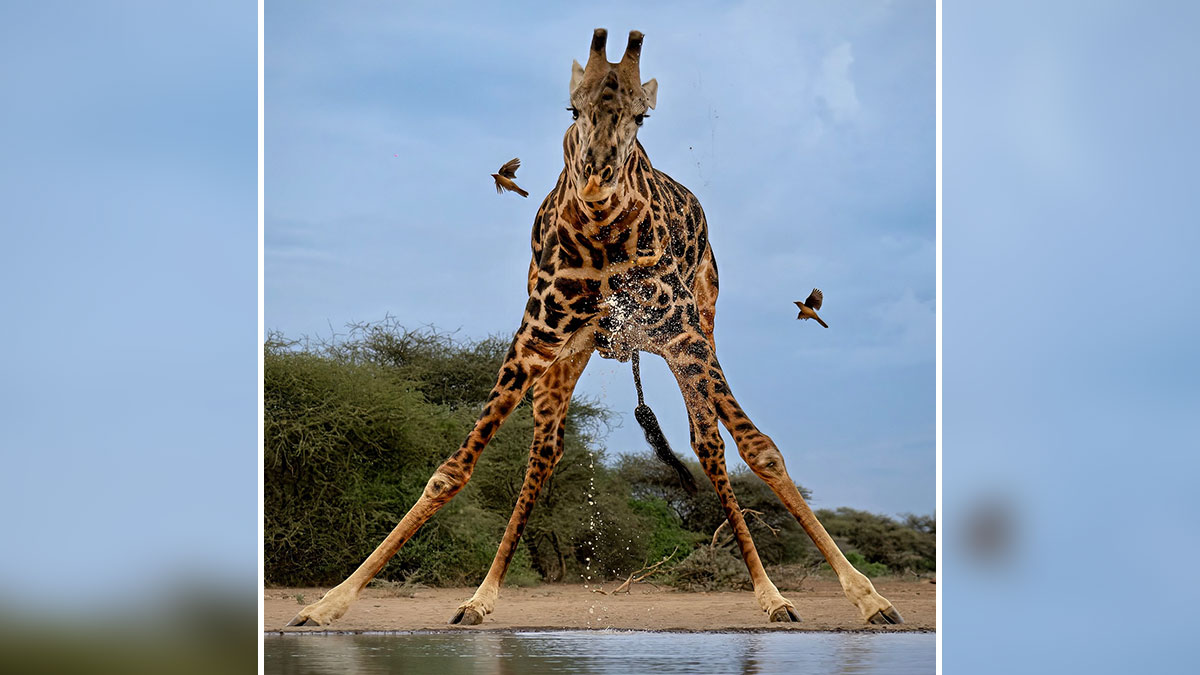 Giraffe drinking water with birds flying nearby in a breathtaking animal photo celebrating the beauty of the wild.