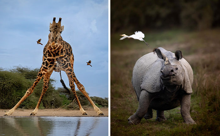 40 Unbelievable Wildlife Moments Frozen In Time By This Photographer