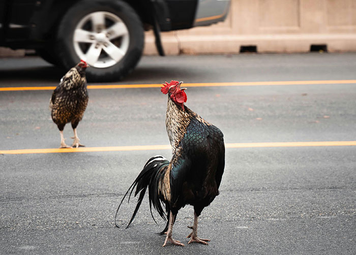 Florida woman confronts driver in a road scene with rooster and hen crossing asphalt street to avenge chicken incident Florida woman confronts driver in a road scene with rooster and hen crossing asphalt street to avenge chicken incident