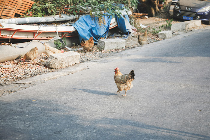 Chicken crossing a rural road near debris and parked cars, illustrating Florida woman attacking driver who ran over chicken. Chicken crossing a rural road near debris and parked cars, illustrating Florida woman attacking driver who ran over chicken.