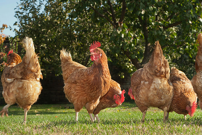 Group of chickens pecking grass in a yard, related to Florida woman attacking driver who ran over chicken story. Group of chickens pecking grass in a yard, related to Florida woman attacking driver who ran over chicken story.