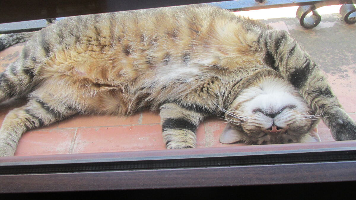 Tabby cat lying on its back outside on a brick floor, captured in a recent photo from the camera roll.