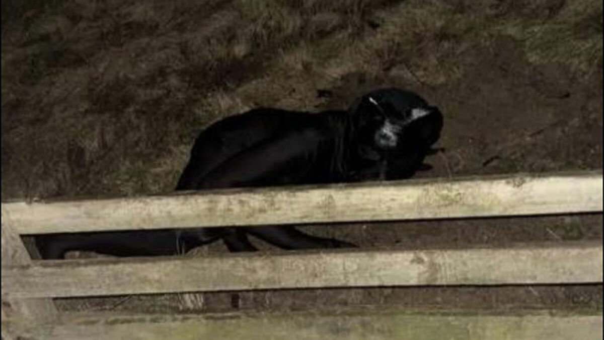 Person in full-body black cat suit crawling outside at night near wooden fence in a neighborhood.