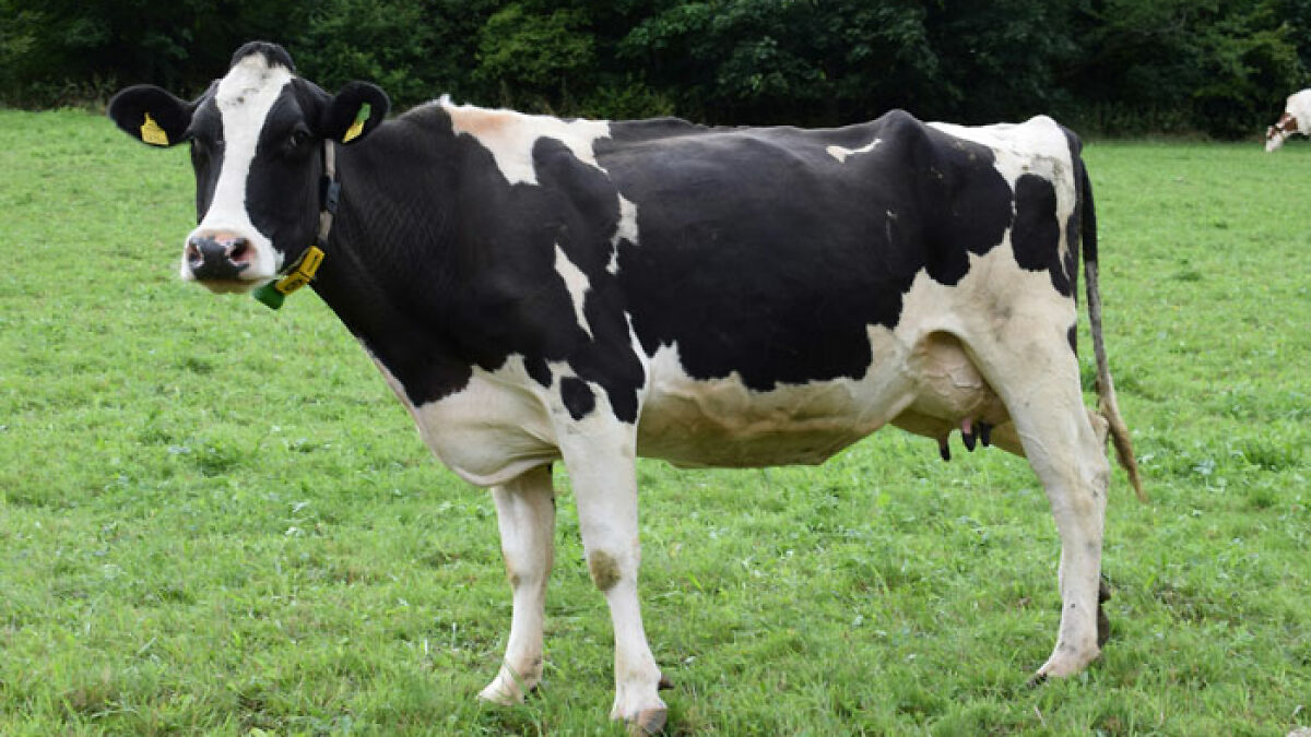 Black and white cow standing in a green field, related to scientists dropping cow 1629 meters deep into sea study.