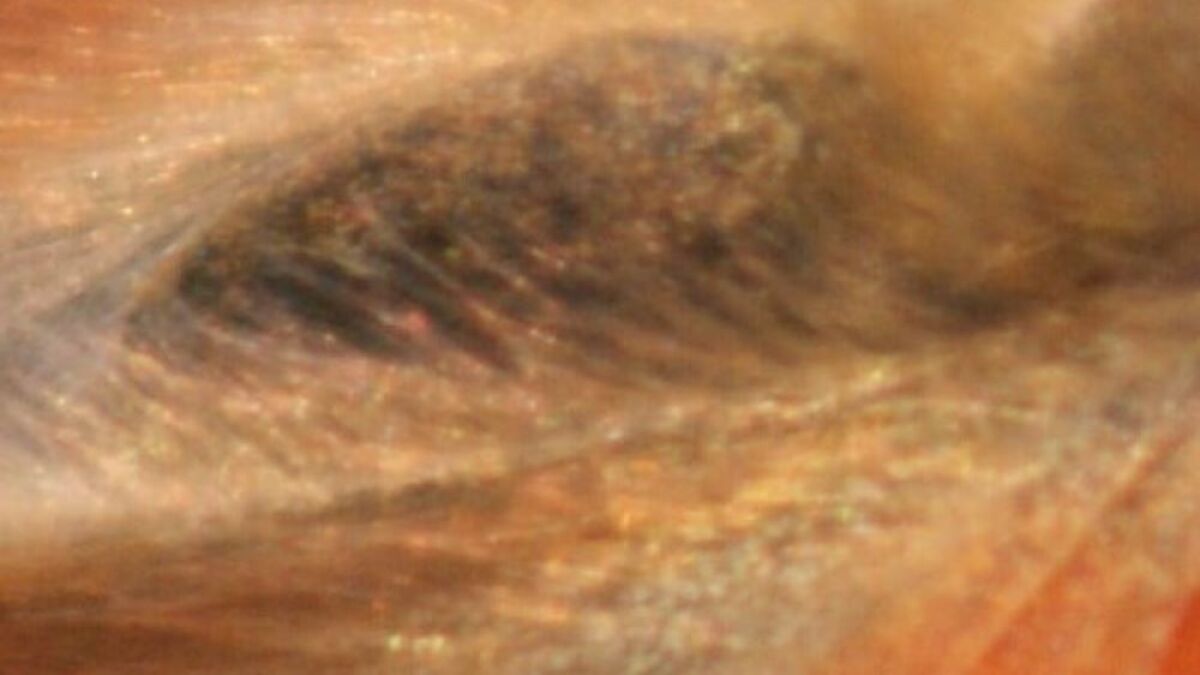 Close-up zoom in on a textured surface with brown and orange tones, inviting viewers to guess what it is.