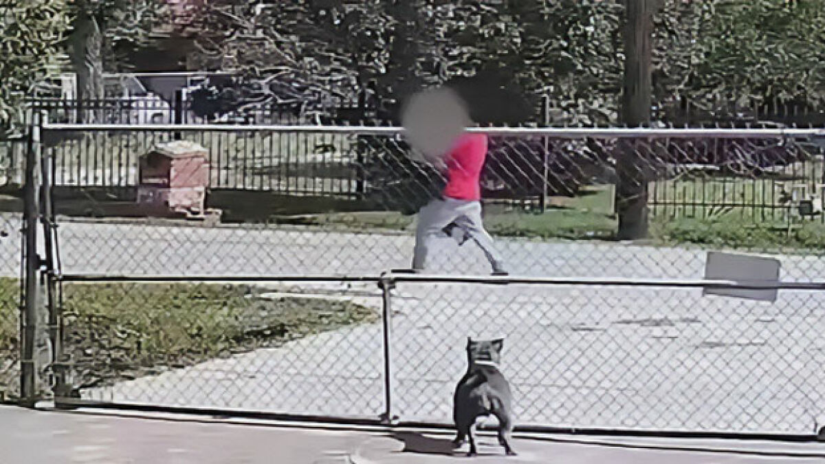 Horrifying footage shows trafficking victim being dragged to captivity in a residential area with a dog watching nearby.