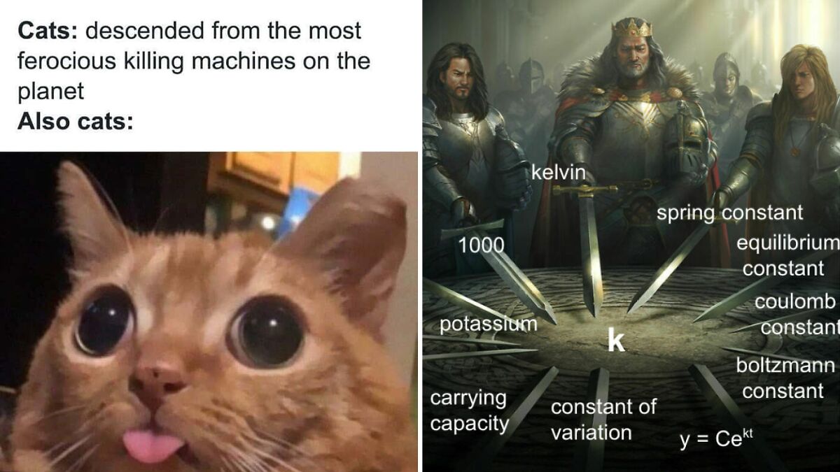 Funny cat meme showing a wide-eyed cat paired with a medieval knights meme, perfect for laugh out loud meme posts.