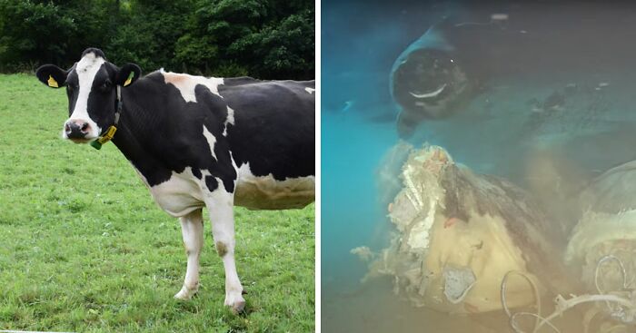 Scientists Drop Cow 1629 Meters Deep Into Sea For Study—8 Unexpected ‘Smiling’ Visitors Arrive To Feast