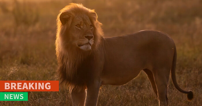 “Disgusted”: Legendary Lion Blondie Lured Away From The Park And Fatally Shot By Trophy Hunters