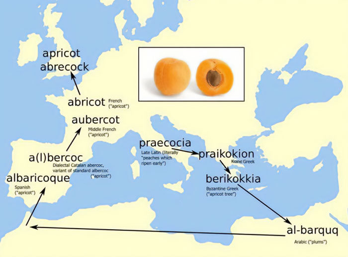 Map showing the linguistic evolution of the word apricot across languages with informative infographic and data visualization.