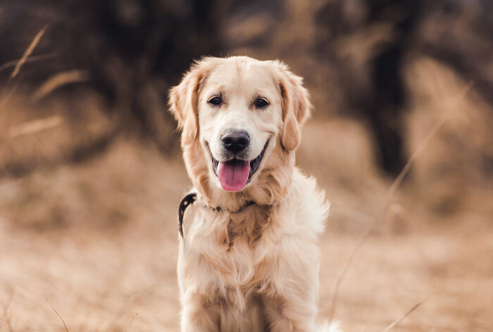 Golden retriever sitting outdoors with blurred dry grass background, illustrating deaf people’s surprisingly silent things.