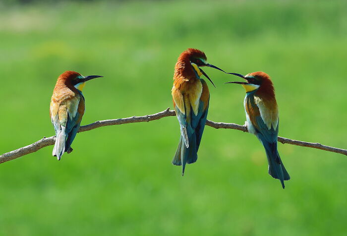 Three colorful birds perched on a branch illustrating silent moments as revealed by deaf people insights.