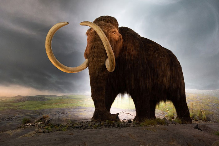 Woolly mammoth standing on rocky terrain under stormy sky, showing extinct animals scientists aim to bring back soon.