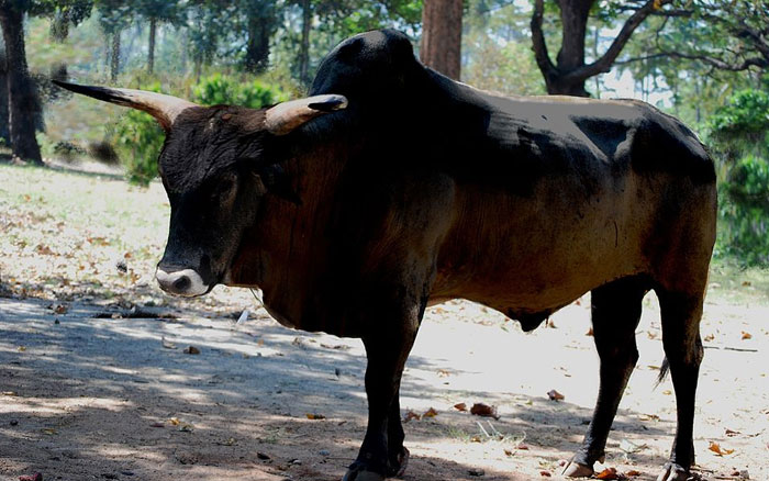 A close-up of an extinct animal Aurochs similar to a wild ox in a forest, related to scientists bringing extinct animals back.