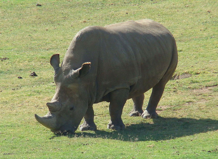 A Northern White Rhino grazing on grass in a field, representing extinct animals scientists are close to bringing back.