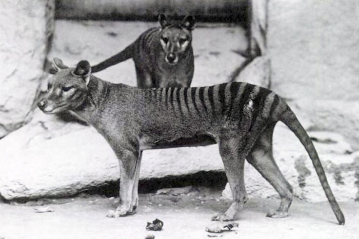Two thylacines, extinct animals, standing on rocky ground, related to scientists' efforts to bring extinct animals back.