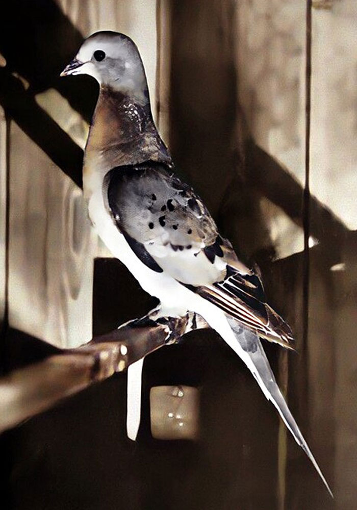 Passenger pigeon perched indoors, representing extinct animals scientists are working to bring back through de-extinction efforts.