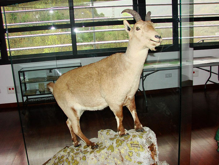 Taxidermy of an extinct animal displayed in a museum highlighting scientists close to bringing extinct animals back.