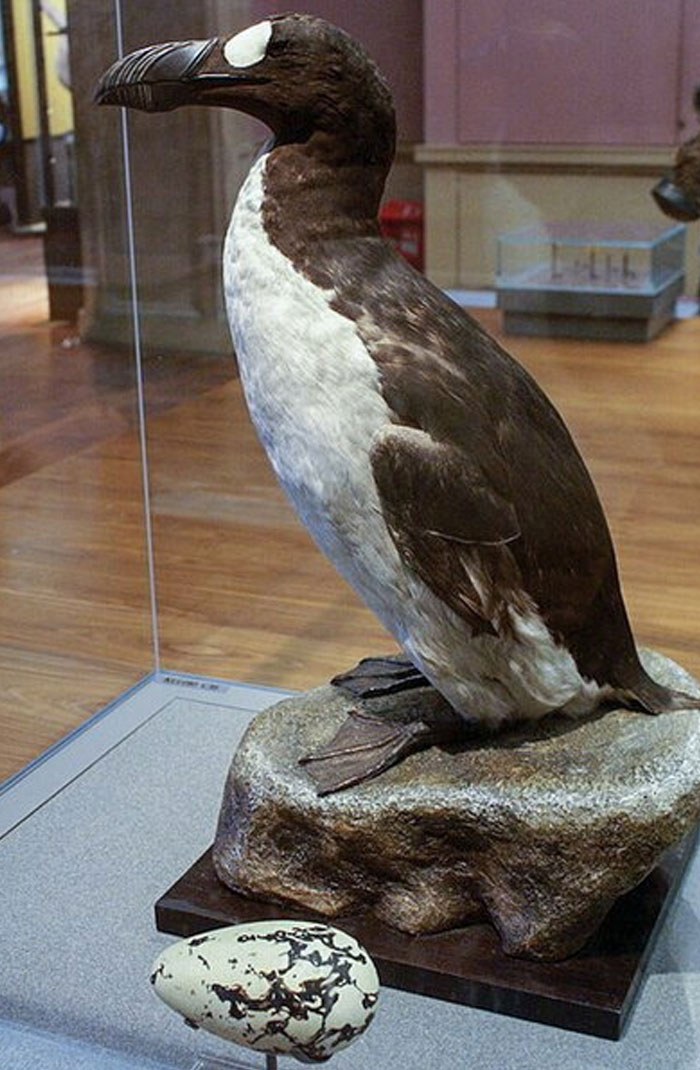 Extinct animal Great Auk model displayed in museum, representing species scientists are very close to bringing back.