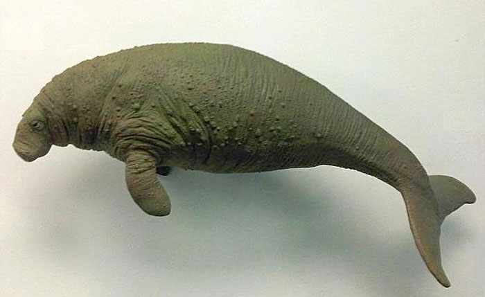 Model of an extinct marine animal Steller’s Sea Cow that scientists are working to bring back through advanced research.