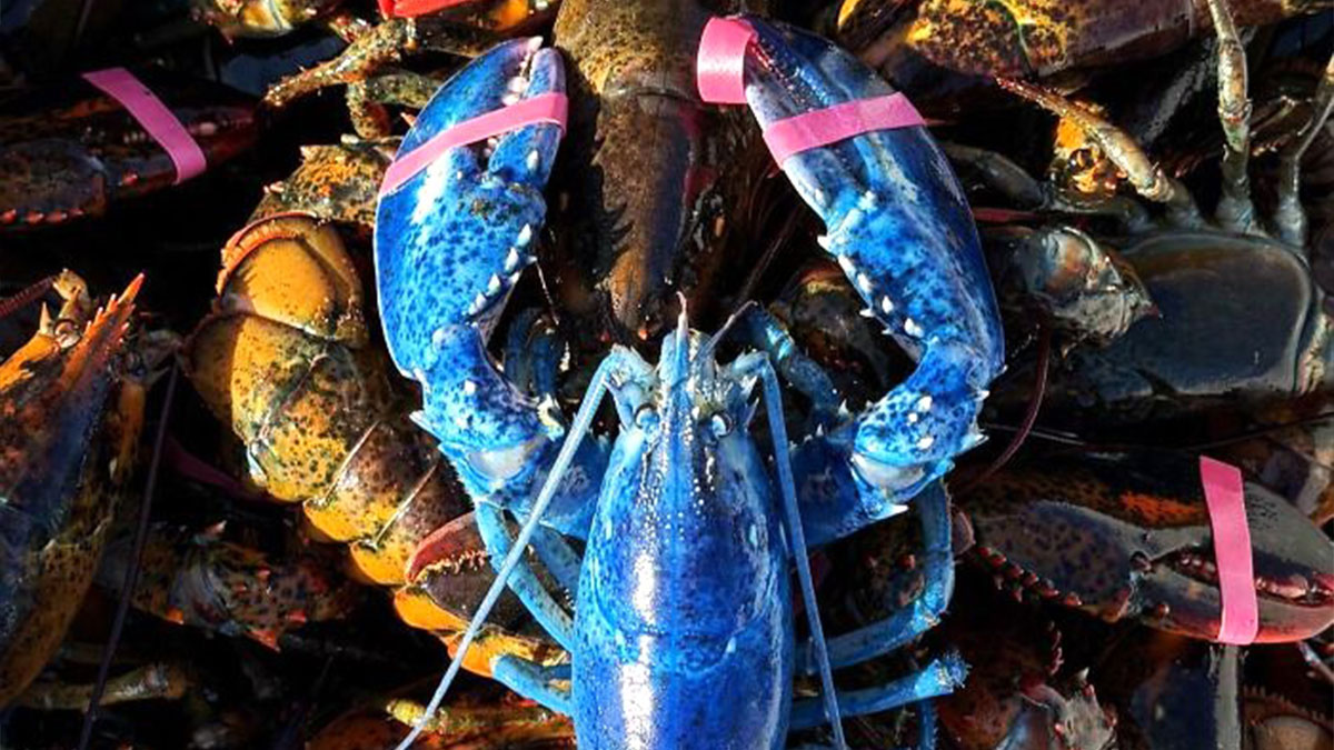 Rare bright blue lobster among regular lobsters, showcasing amazing luck in nature's unique occurrences.