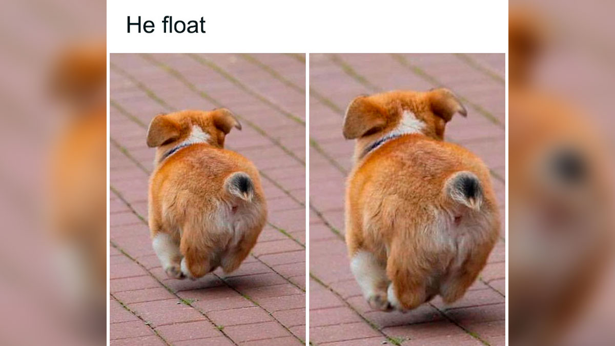 Small emotional support dog mid-air while running on a brick pathway captured in two side-by-side images.