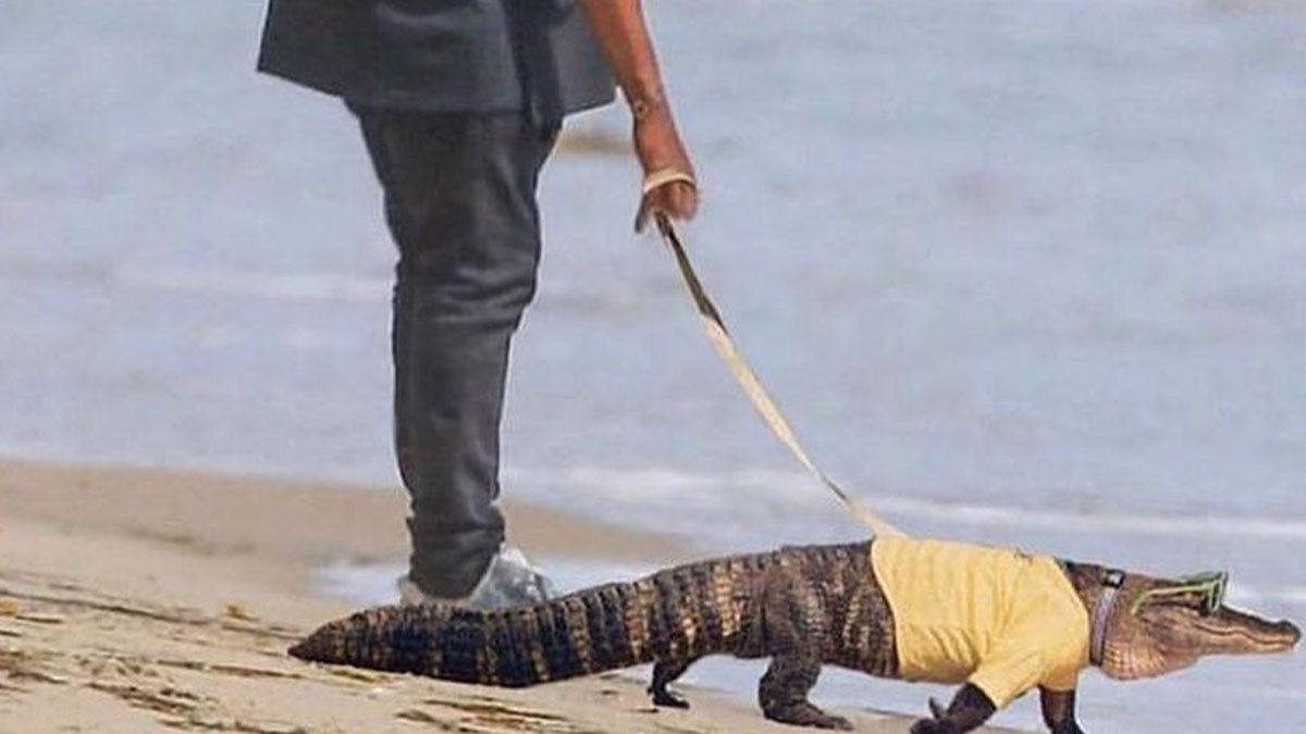 Person walking an alligator wearing a yellow shirt and sunglasses on a beach, showcasing weird and unhinged humor memes.