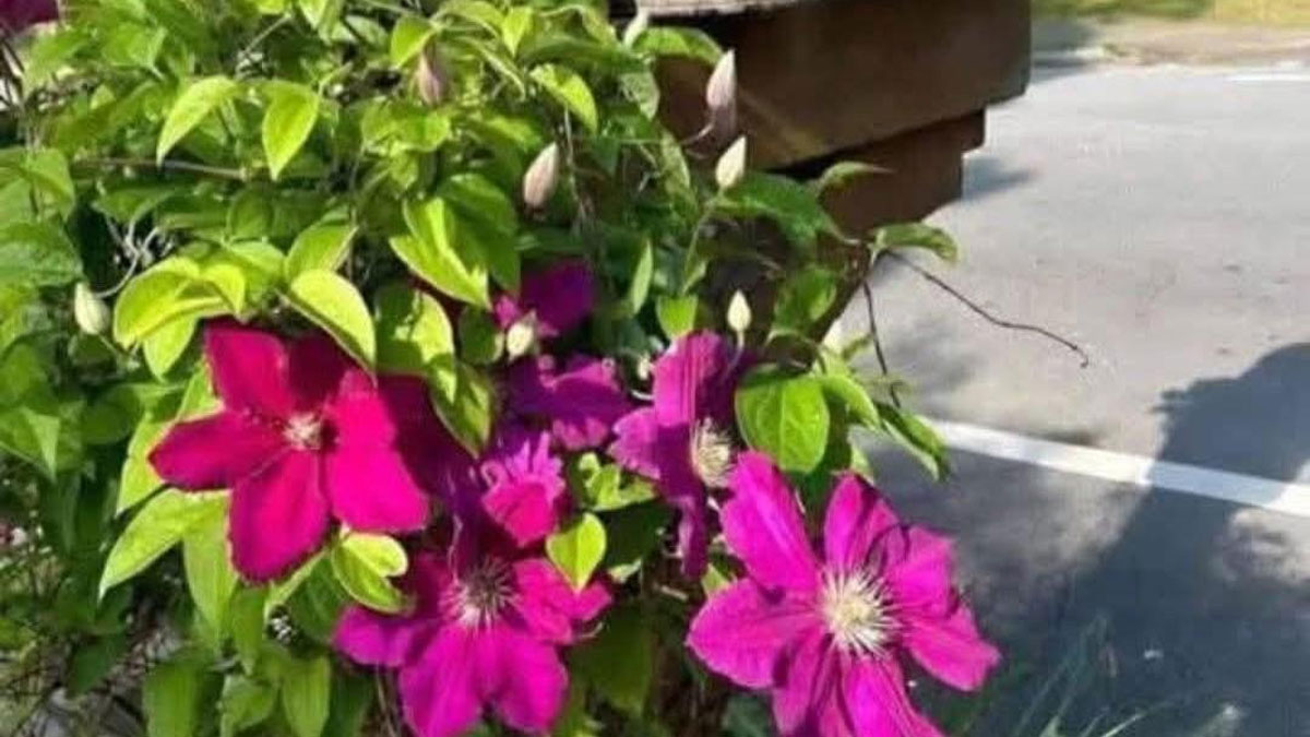 Bright purple flowers with green leaves growing near a parking lot illustrating typos that question intelligence