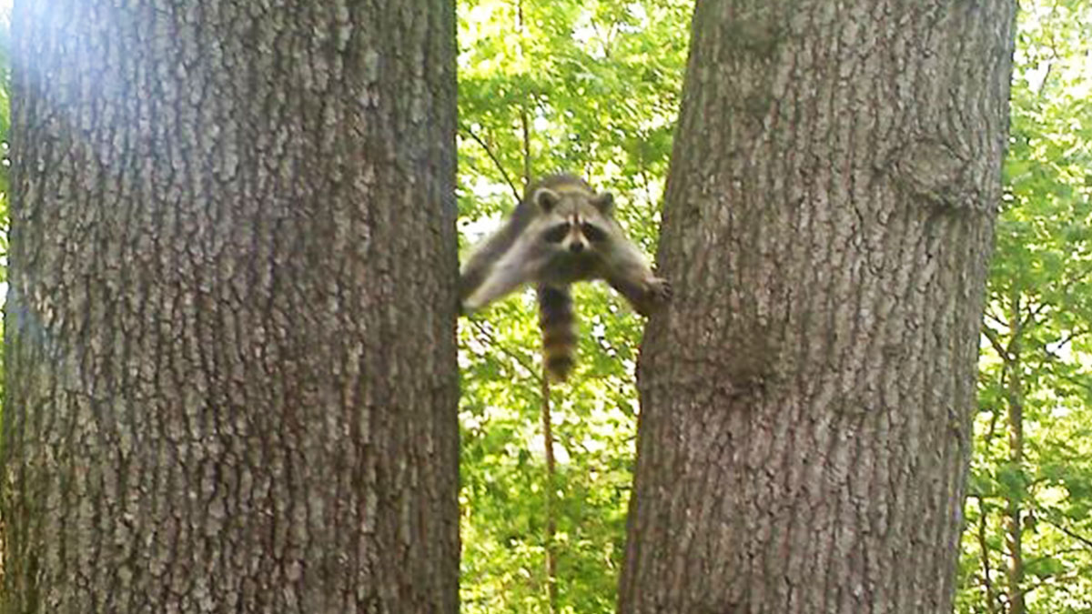 Raccoon caught mid-air between two trees in a funny nature moment, showing nature was so funny to snap a pic.