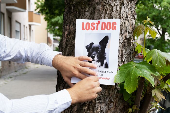 Person pinning a lost dog poster on a tree, capturing an example of Gen Z ways to hand out compliments with creativity.