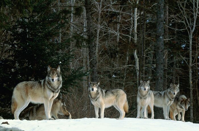 A pack of wolves standing in a snowy forest clearing, illustrating common debunked lies people believe about wildlife.