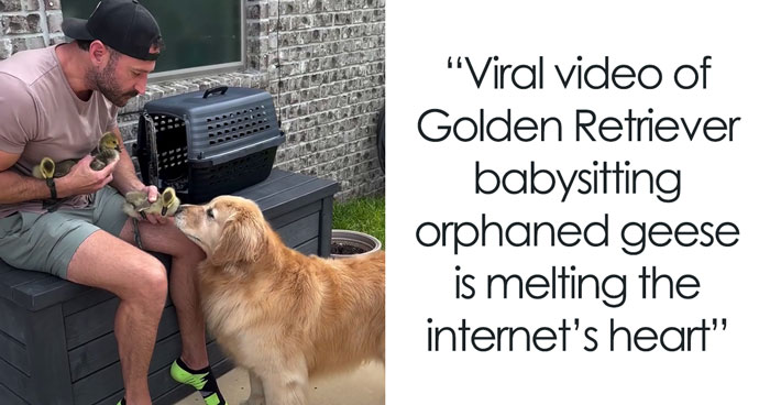 Maya The Golden Retriever Takes On Babysitting Duty For Orphaned Geese, Netizens Can’t Get Enough