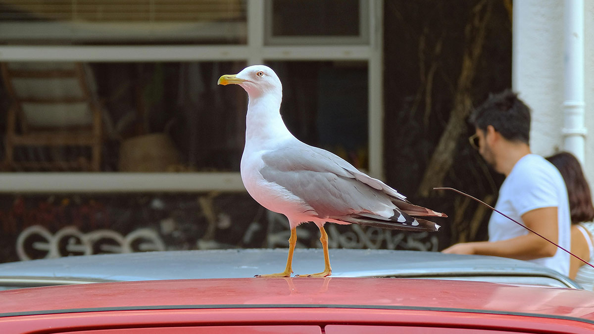 California gull standing on a car roof in an urban setting with blurred people in the background.