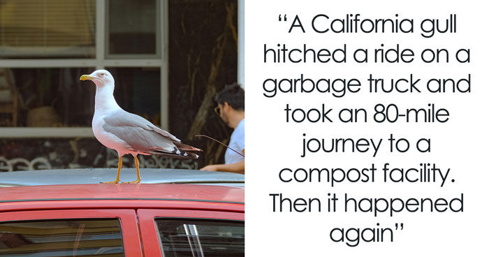 Seagull Clocks 60MPH On Garbage Truck Twice, Researchers Baffled Until They Take A Closer Look