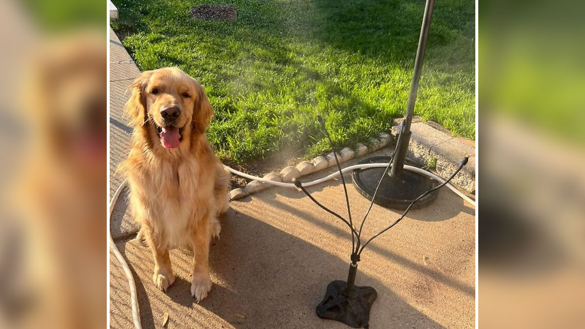 Golden retriever sitting next to a misting system outdoors on a sunny day using heatwave hacks for summer cooling.