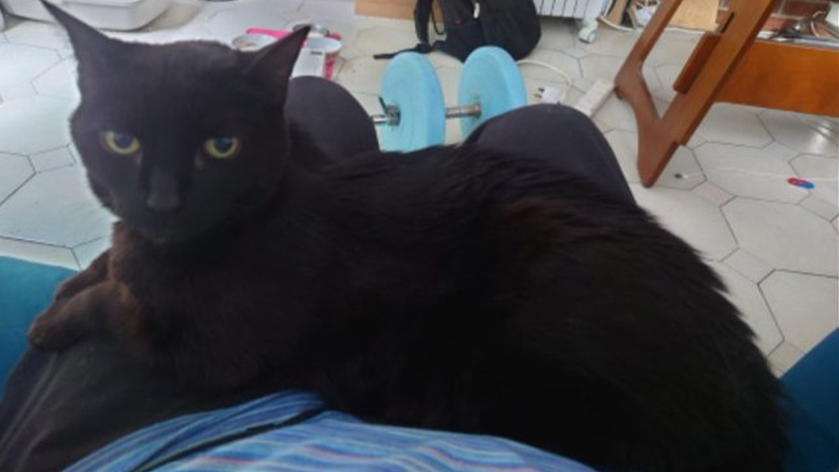 Black cat resting on a dadu2019s lap with home gym and furniture in background, capturing a hilarious fatherhood moment.