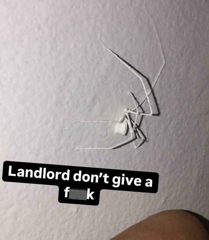 White spider on a wall showing suspiciously unbothered attitude, ignoring the environment around it.