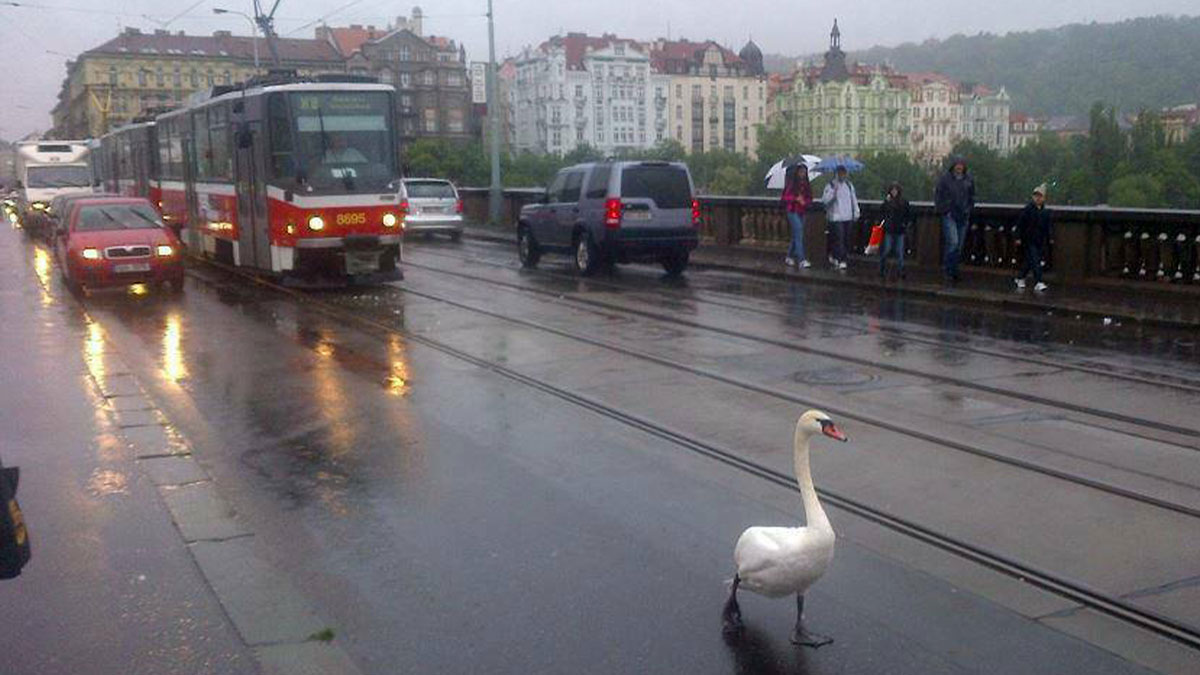 A swan walking calmly on a rainy city street with cars and a tram stopping, showing zero ducks given.