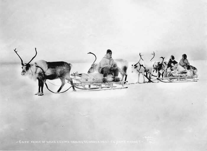 Historic photo showing Inuit people riding sleds pulled by reindeer across a snowy landscape, capturing Inuit spirit.