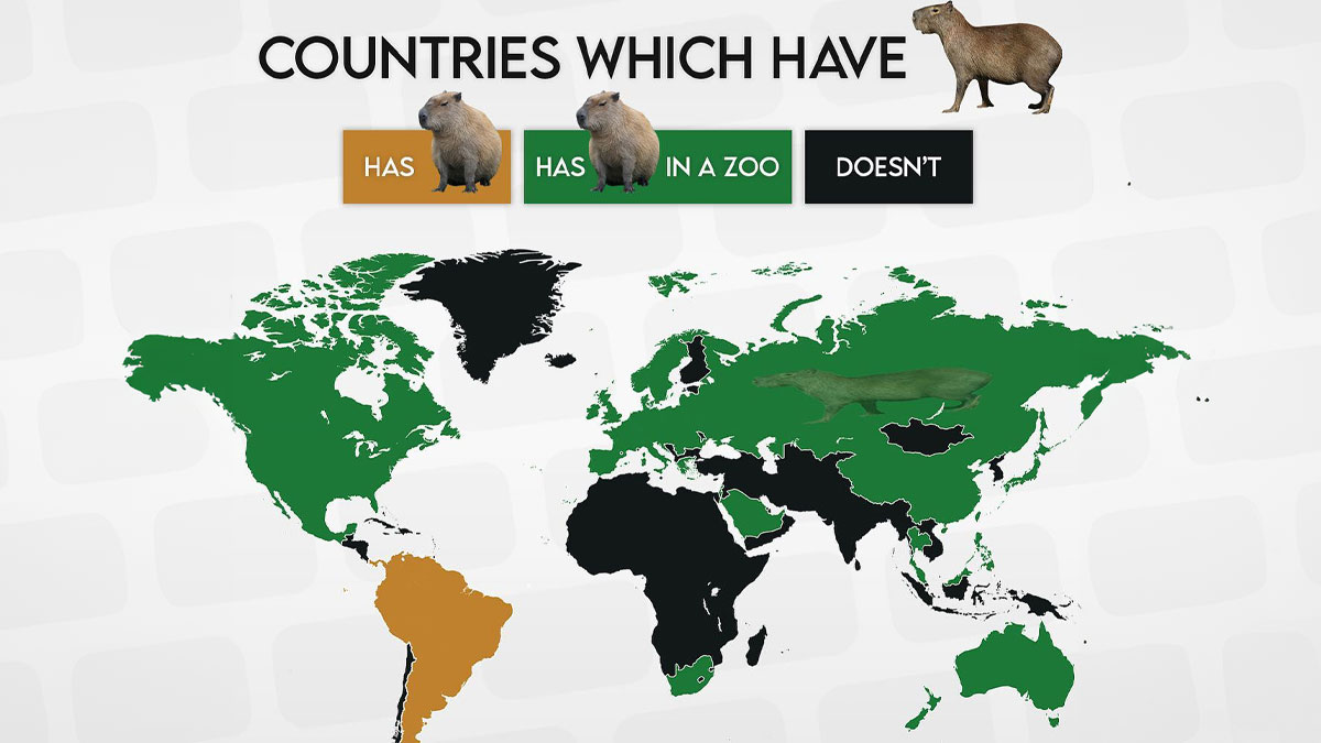 World map showing countries with wild, zoo, or no capybaras in this amazing maps infographic.