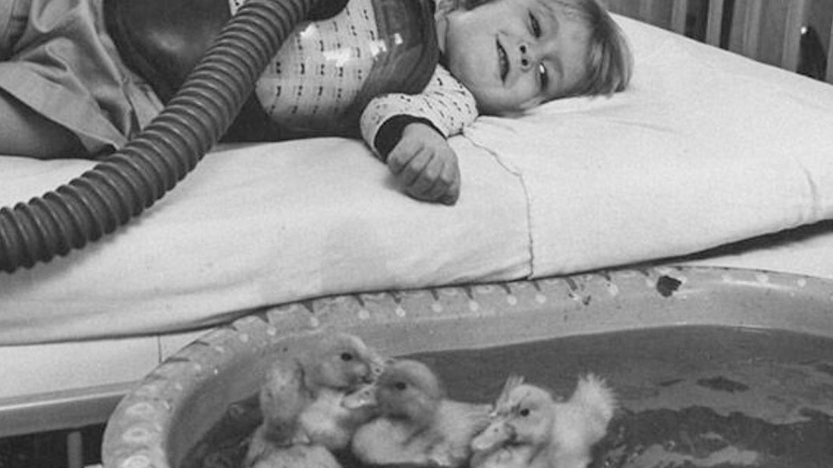 Child lying on a hospital bed with a medical respirator, looking at ducklings swimming in a tub nearby, vintage medical photo.