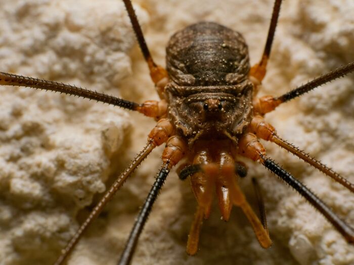 Close-up of a spider-like creature on a textured surface, illustrating common misconceptions and lies proven false.