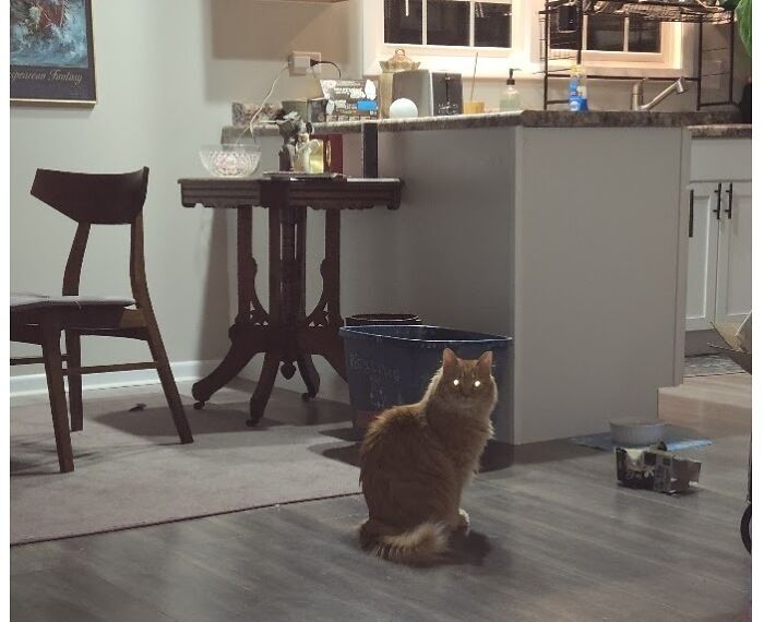 Pretty Sure Snafu Is Plotting Against Me