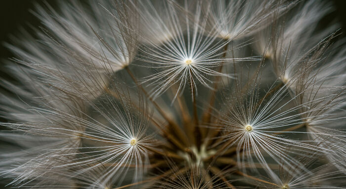 I Captured The Hidden Details Of Nature’s Smallest Gems