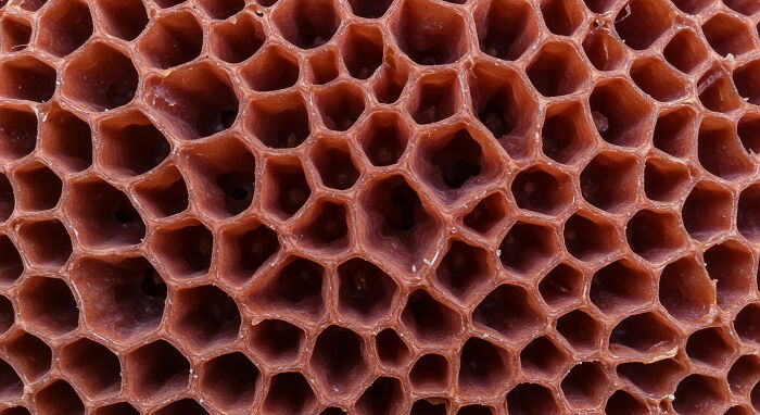 I Captured The Hidden Details Of Nature’s Smallest Gems