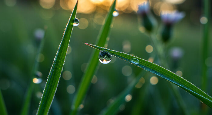 I Captured The Hidden Details Of Nature’s Smallest Gems