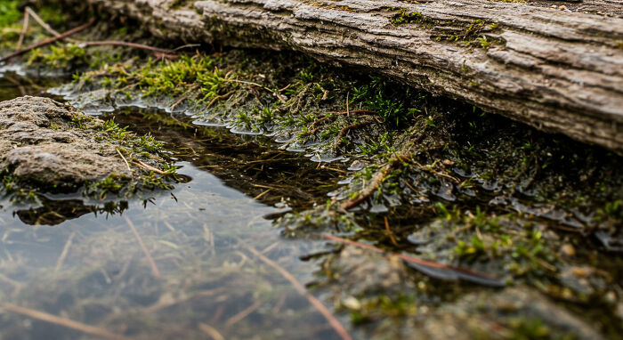 I Captured The Hidden Details Of Nature’s Smallest Gems