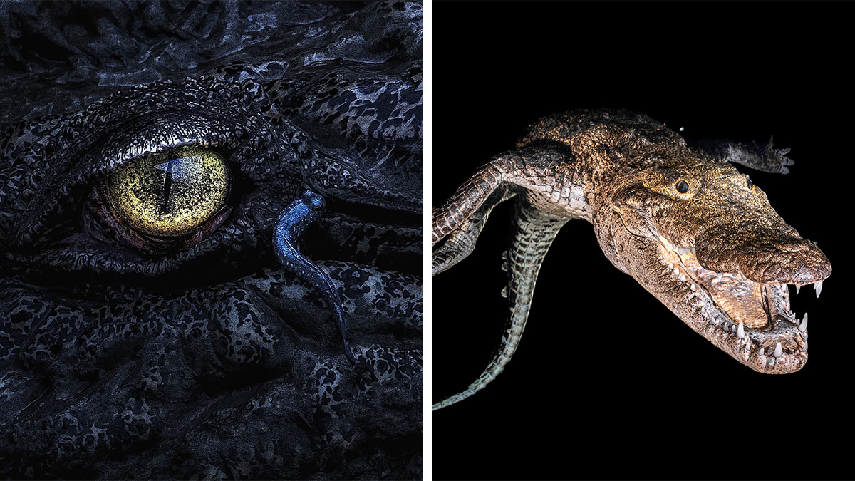 Close-up and full-body shots of a crocodile showcasing detailed textures and features in mangrove photography awards.