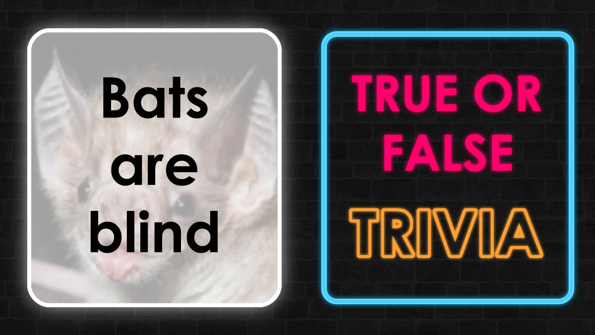 Close-up of a bat with text about true or false trivia questions challenging genius-level knowledge.