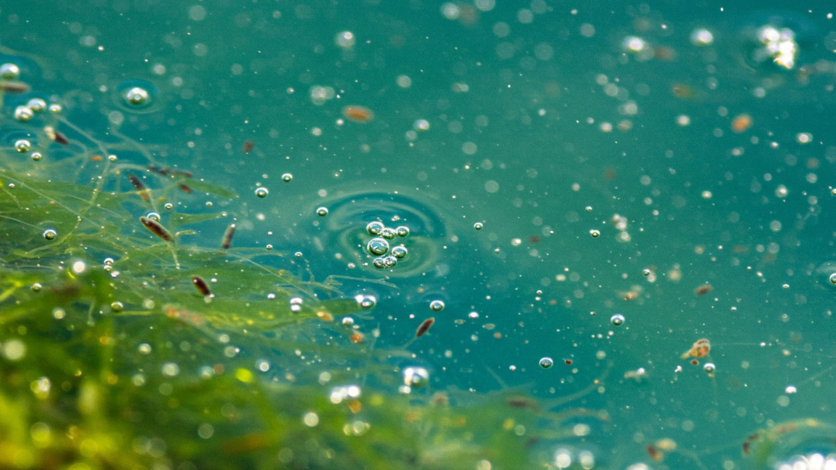 Close-up nature macro shot of water surface with green algae and air bubbles scattered throughout